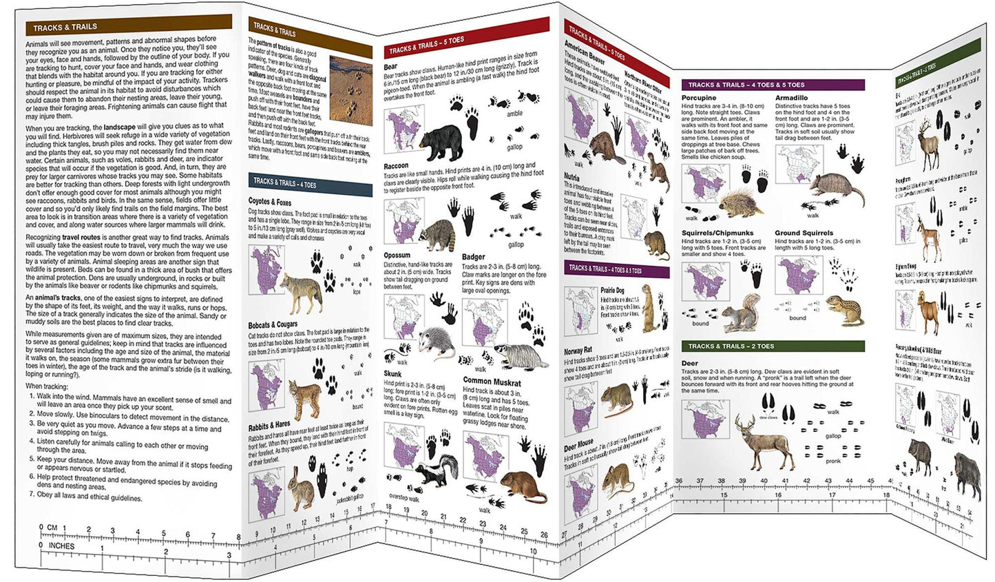 Animal Tracking in Texas: A Folding Pocket Guide to Animal Tracking & Behavior