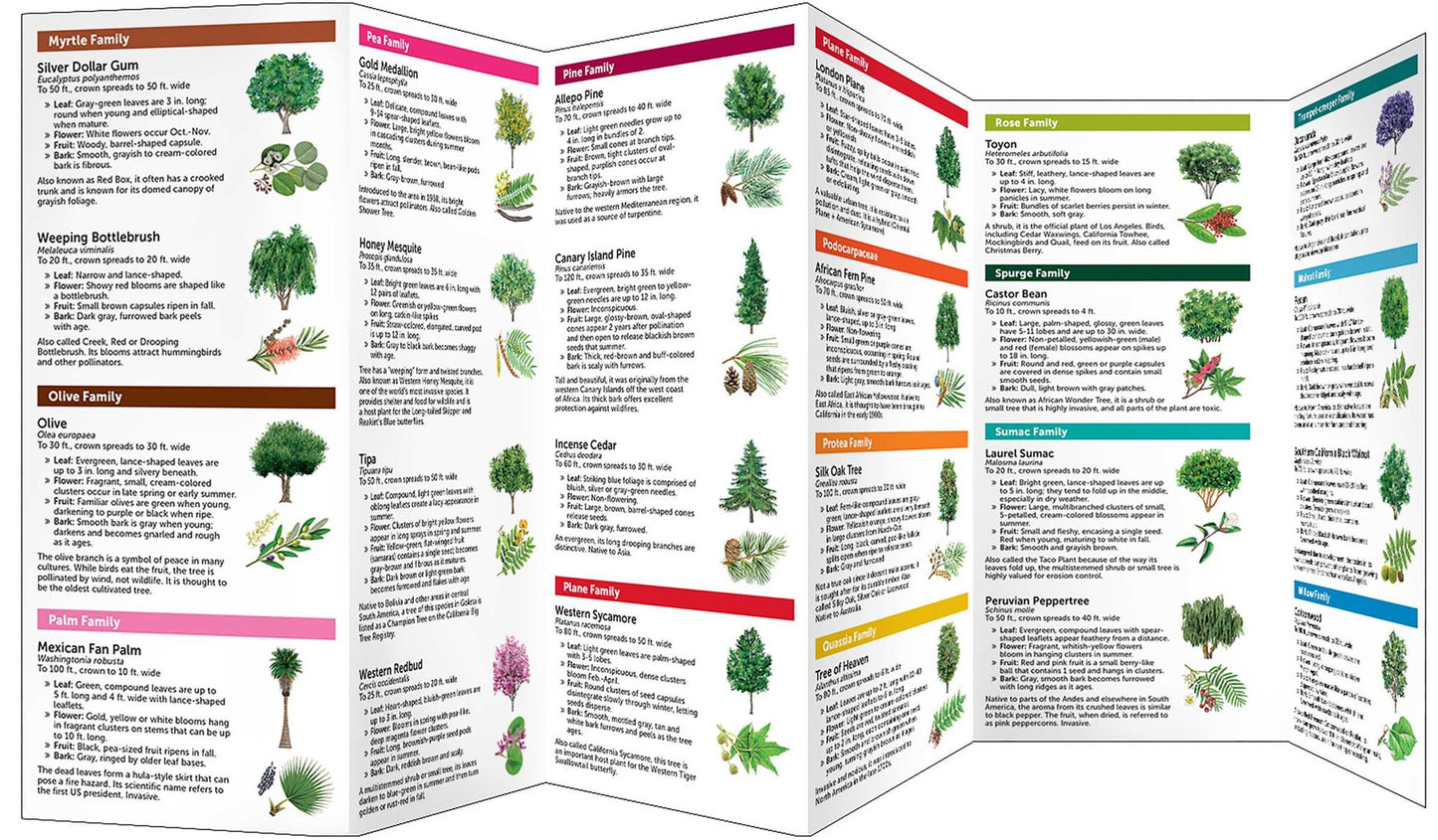 Los Angeles Trees: A Folding Pocket Guide to Familiar Trees