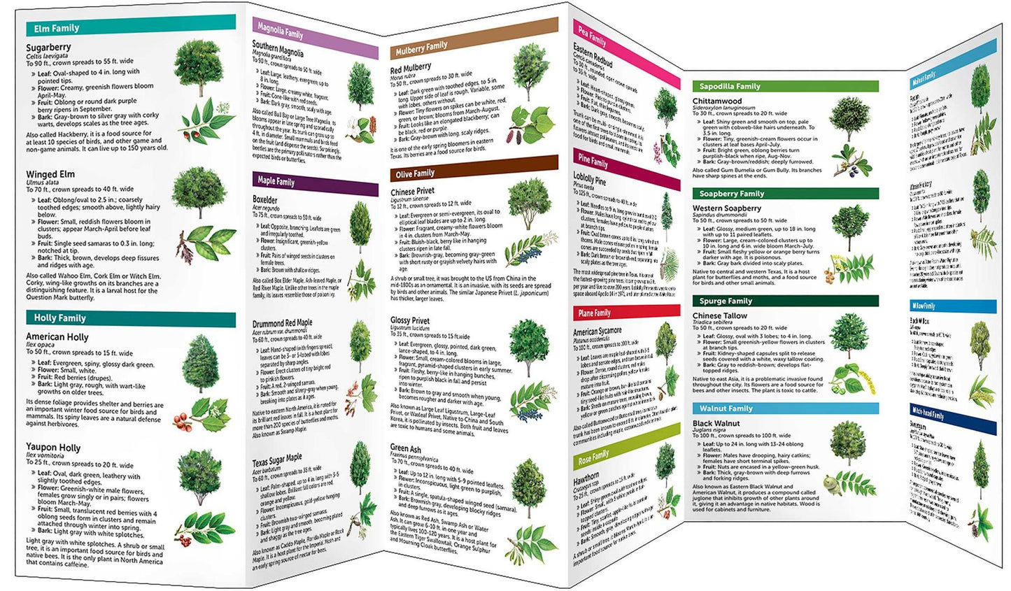 Houston Trees: A Folding Pocket Guide to Familiar Trees