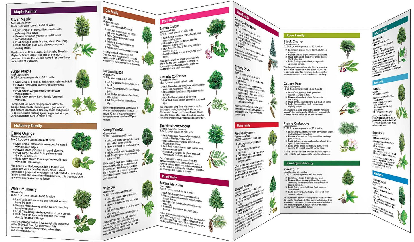 Chicago Trees: A Folding Pocket Guide to Familiar Trees