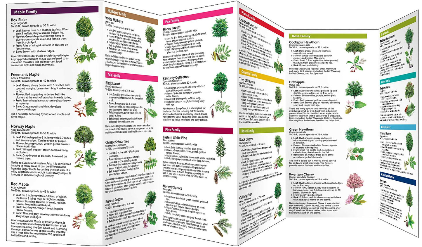 New York City Trees: A Folding Pocket Guide to Familiar Trees