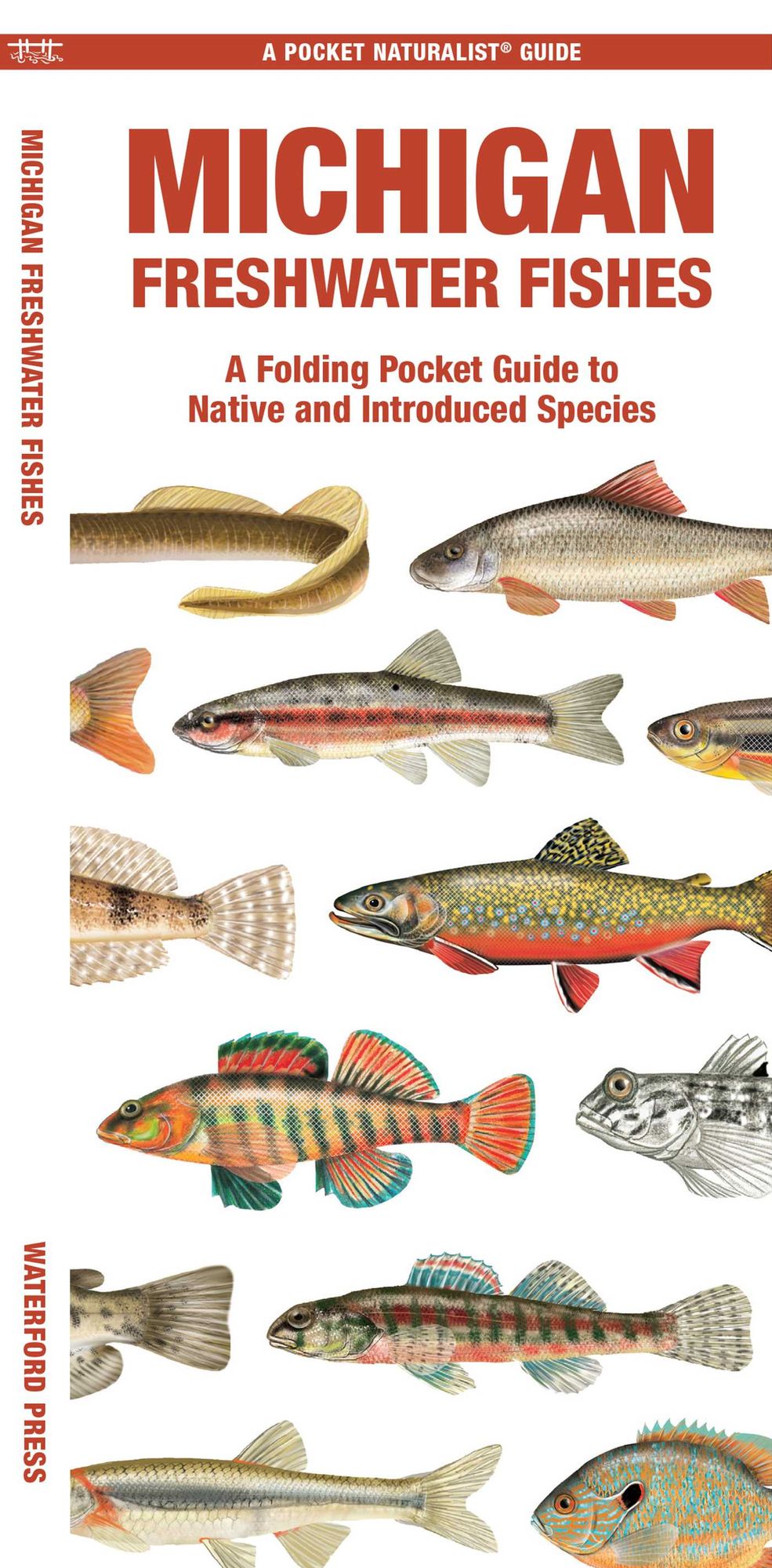 Michigan Freshwater Fishes: A Folding Guide to Native and Introduced Species