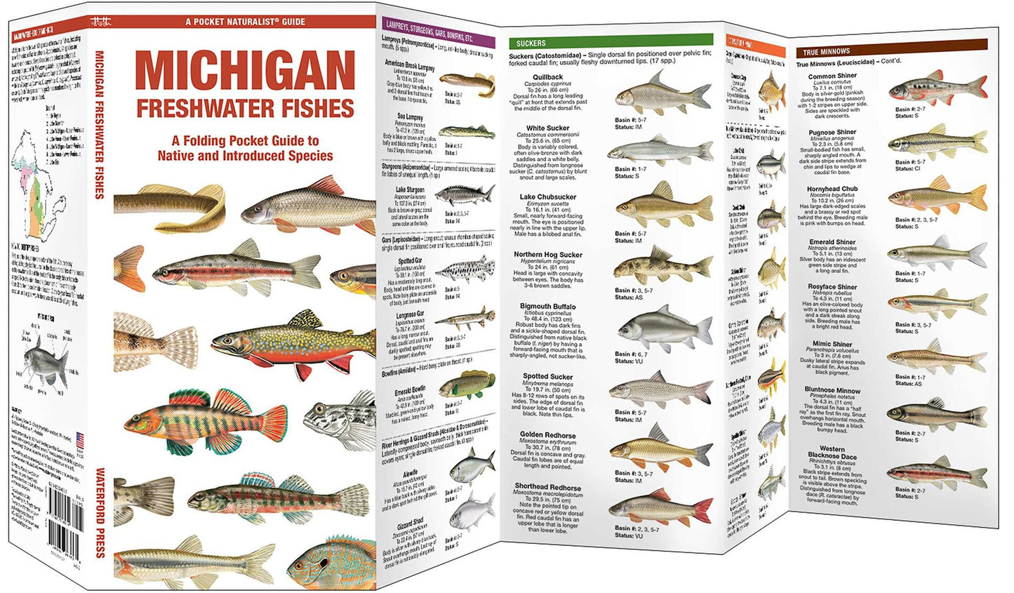 Michigan Freshwater Fishes: A Folding Guide to Native and Introduced Species