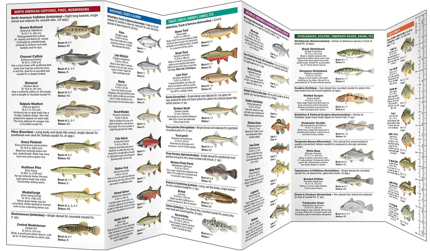 Michigan Freshwater Fishes: A Folding Guide to Native and Introduced Species
