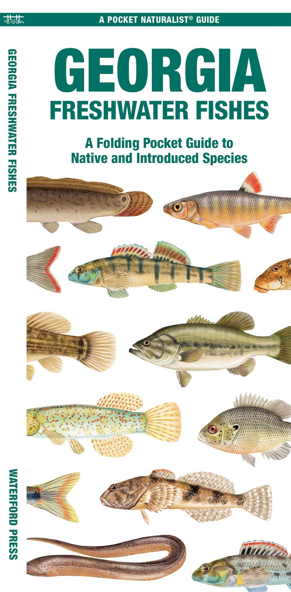 Georgia Freshwater Fishes: A Folding Guide to Native and Introduced Species