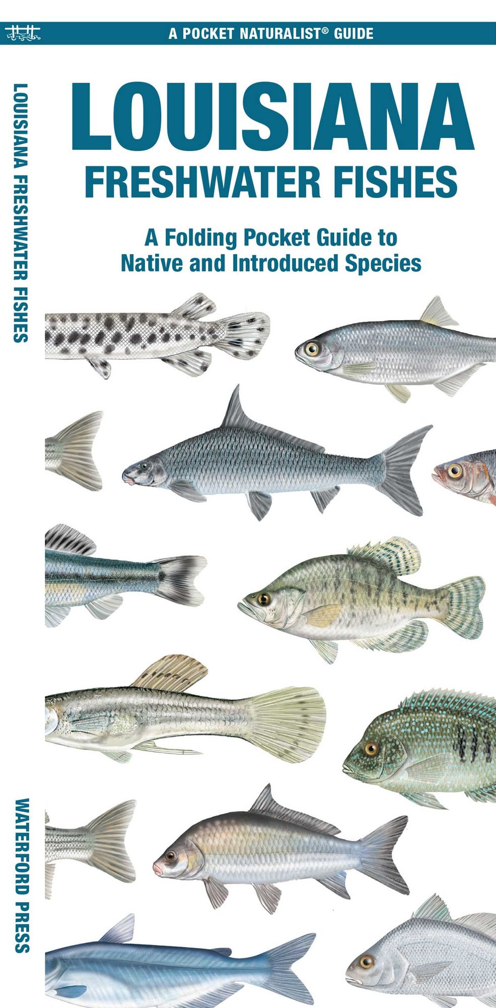 Louisiana Freshwater Fishes: A Folding Guide to Native and Introduced Species