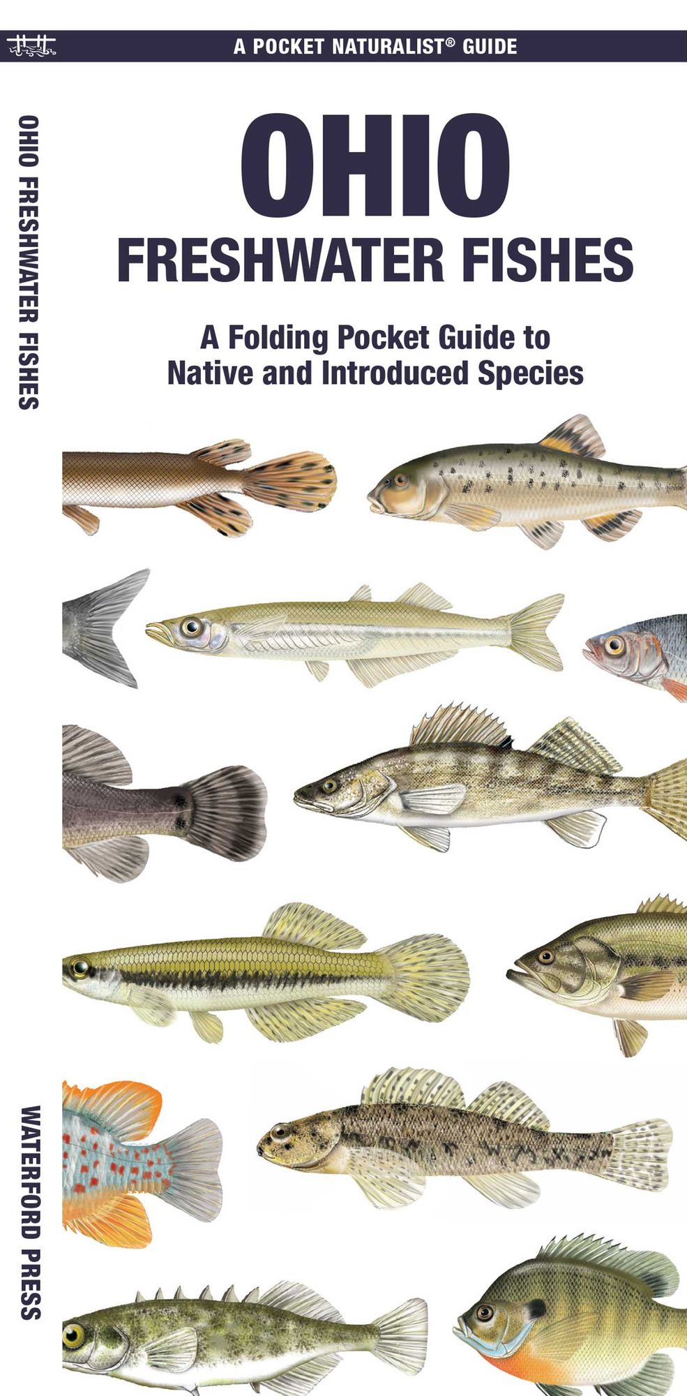 Ohio Freshwater Fishes: A Folding Guide to Native and Introduced Species