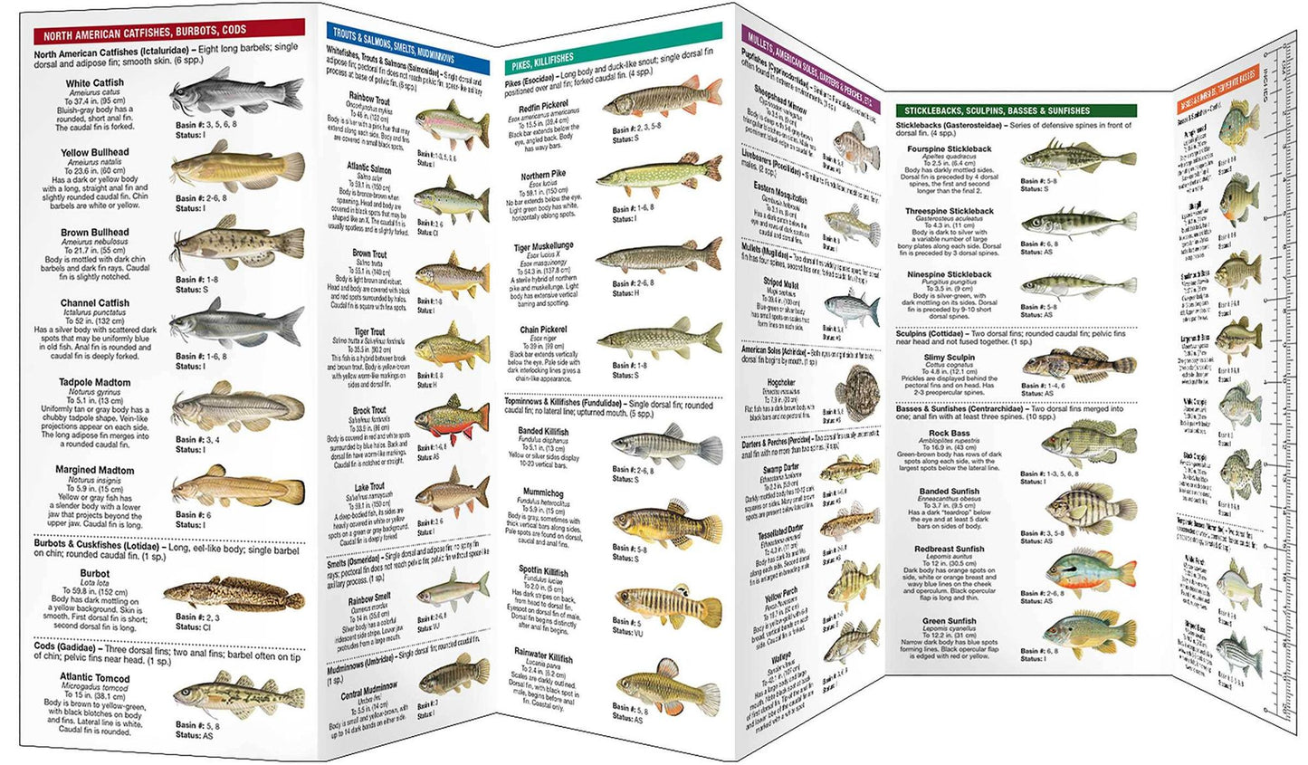 Massachusetts Freshwater Fishes: A Folding Guide to Native and Introduced Species
