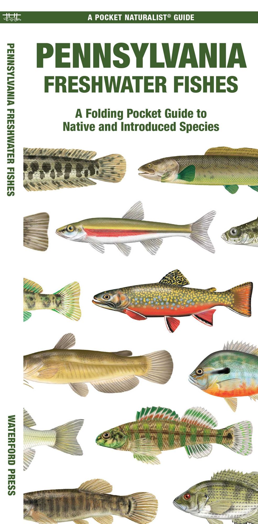 Pennsylvania Freshwater Fishes: A Folding Guide to Native and Introduced Species
