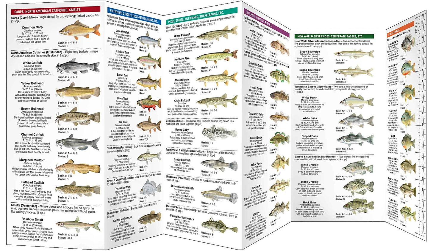 Pennsylvania Freshwater Fishes: A Folding Guide to Native and Introduced Species