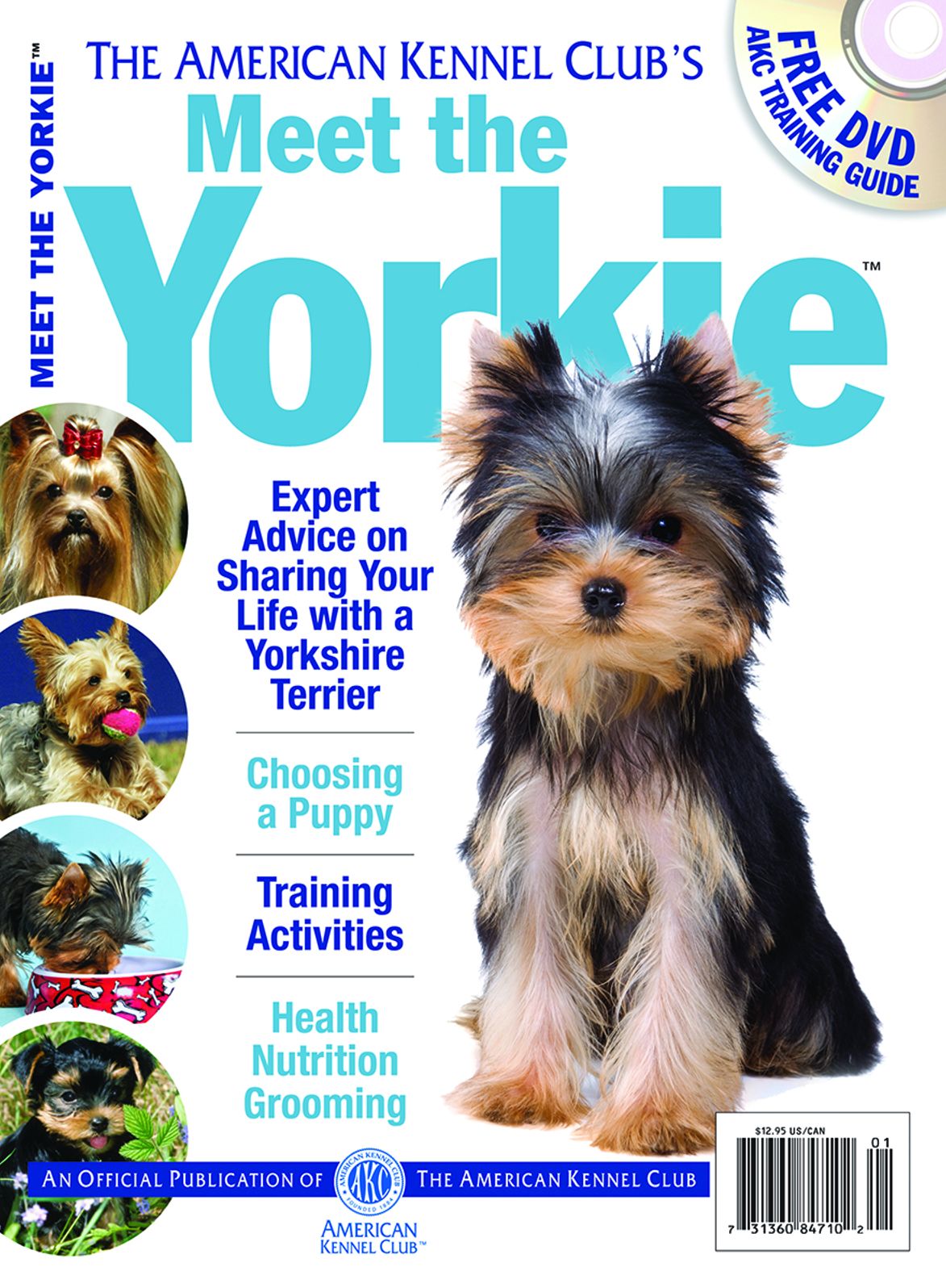 Meet the Yorkie