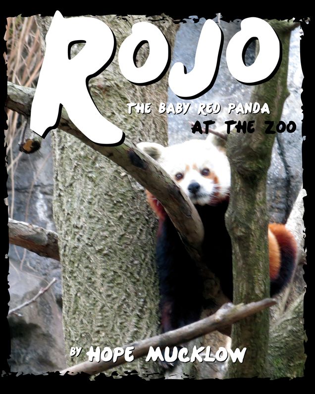 Rojo the Baby Red Panda at the Zoo