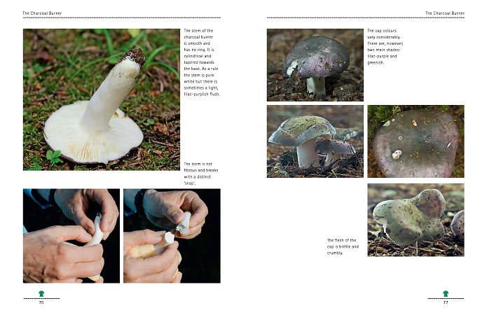 Mushrooming with Confidence: A Guide to Collecting Edible and Tasty Mushrooms