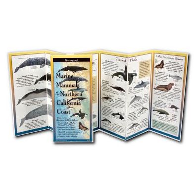 Marine Mammals of Northern & Central California