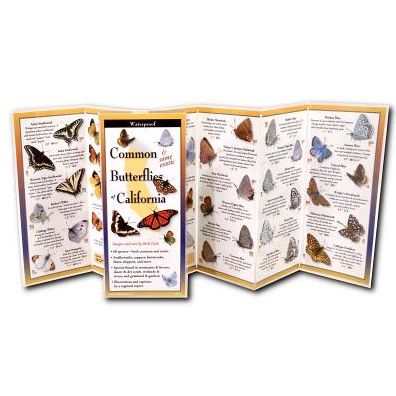 Common Butterflies of California