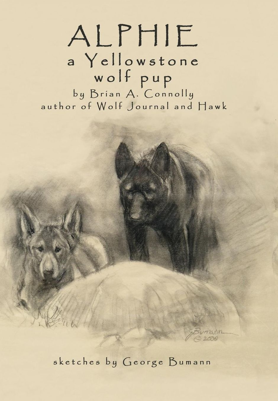 Alphie, a Yellowstone wolf pup