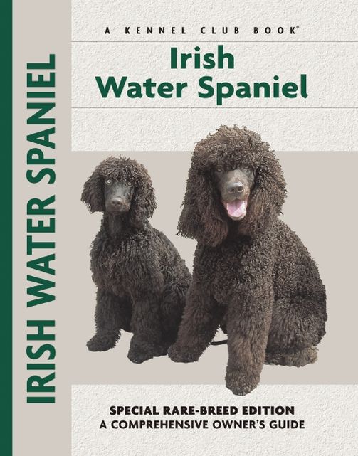 Irish Water Spaniel