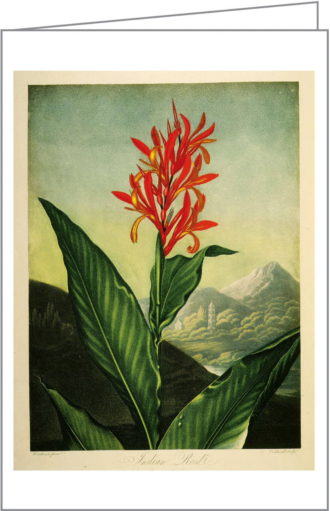 Fine Art Botanicals Notecard Box