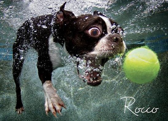 Underwater Dogs Rocco 1000 Piece Puzzle
