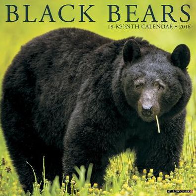 2016 Black Bears Wall Calendar