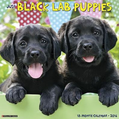 2016 Black Lab Puppies Wall Calendar