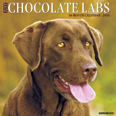 2016 Chocolate Labs Wall Calendar