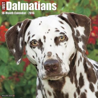 2016 Dalmatians Wall Calendar