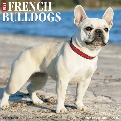 2016 French Bulldogs Wall Calendar