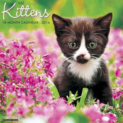 2016 Kittens Wall Calendar
