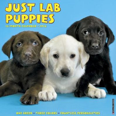 2016 Lab Puppies Wall Calendar