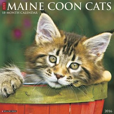 2016 Maine Coon Cats Wall Calendar