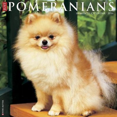 2016 Pomeranians Wall Calendar