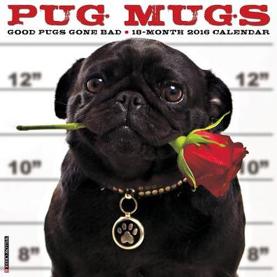 2016 Pug Mugs Wall Calendar