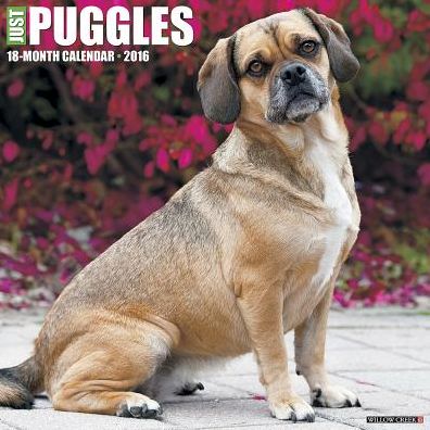 2016 Puggles Wall Calendar