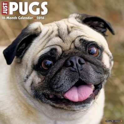 2016 Pugs Wall Calendar