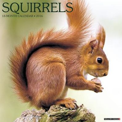 2016 Squirrels Wall Calendar