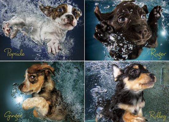 Underwater Puppies 1000-piece Puzzle