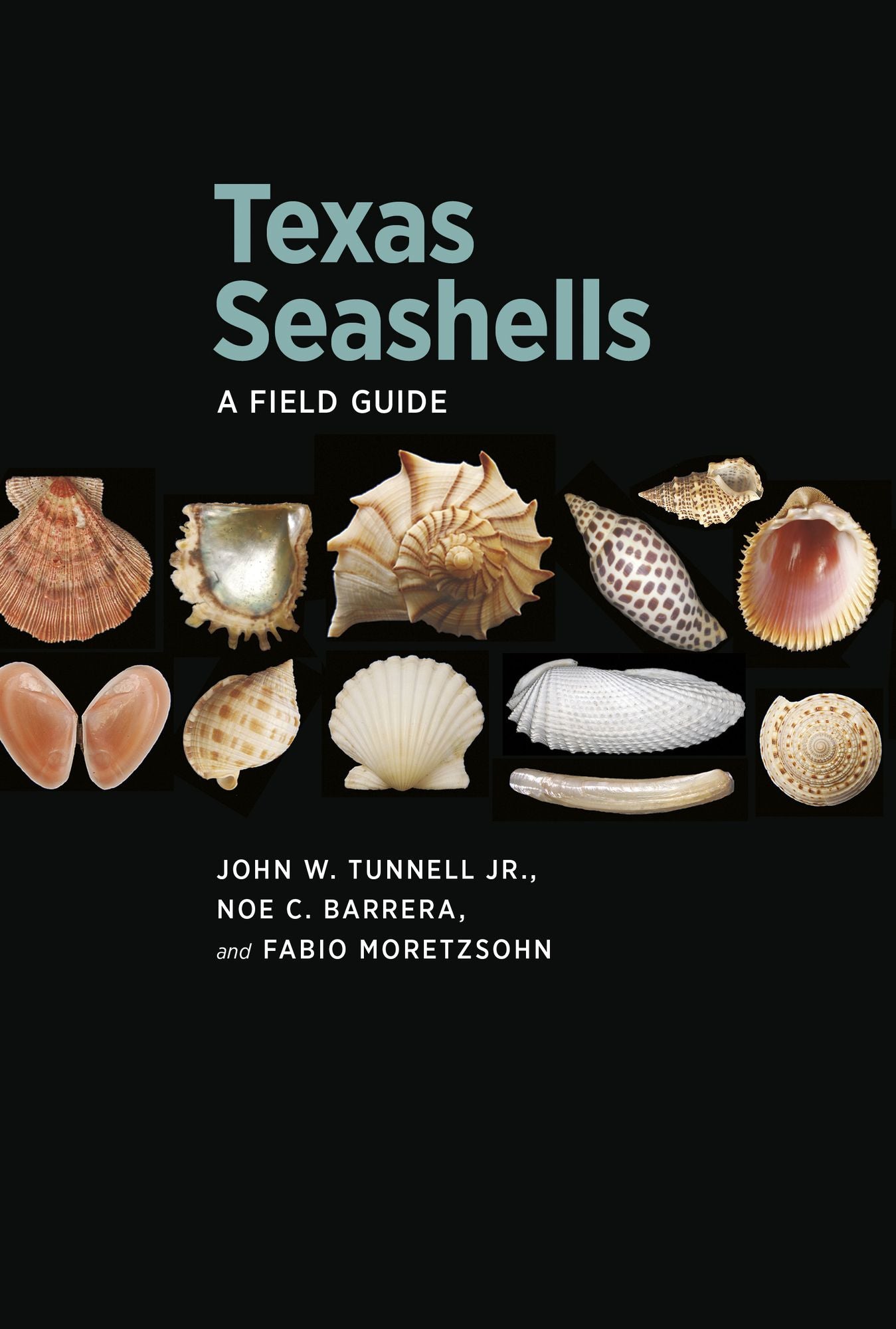 Texas Seashells: A Field Guide