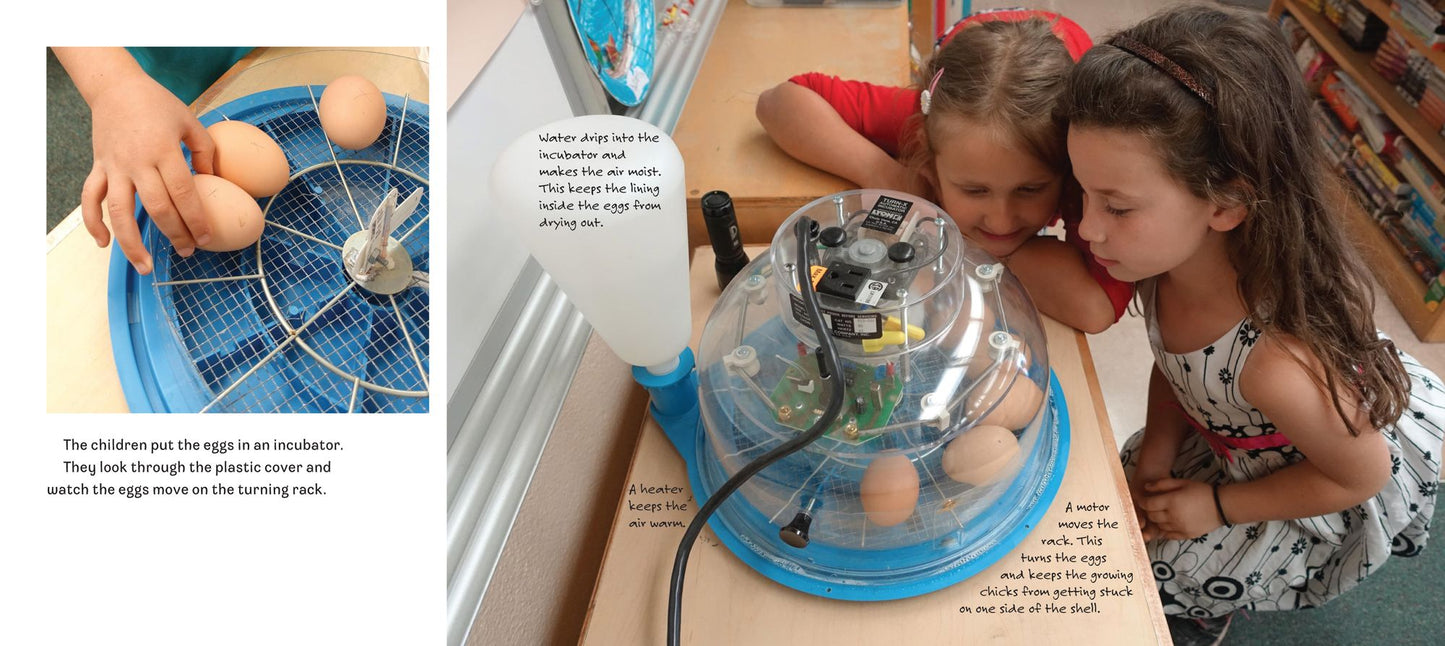 Hatching Chicks in Room 6