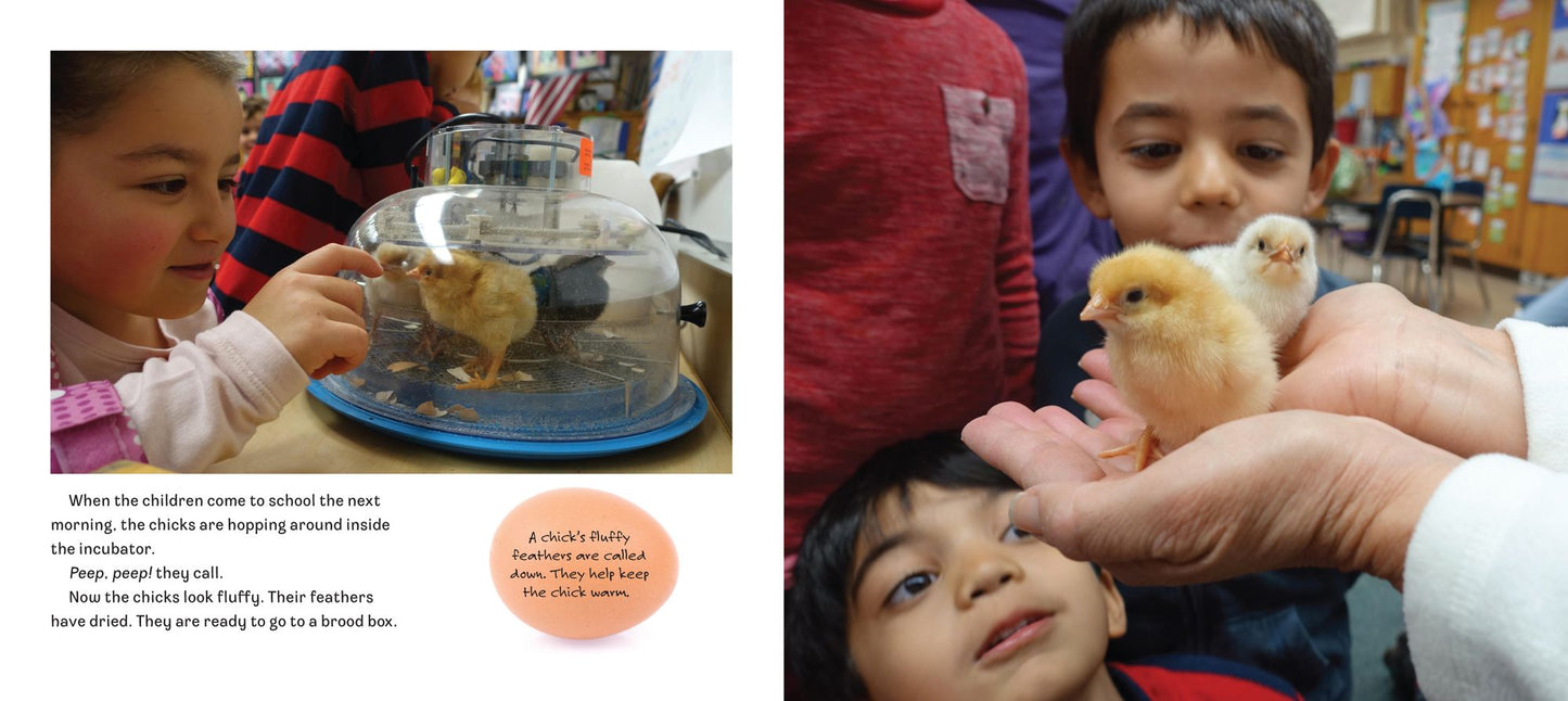 Hatching Chicks in Room 6