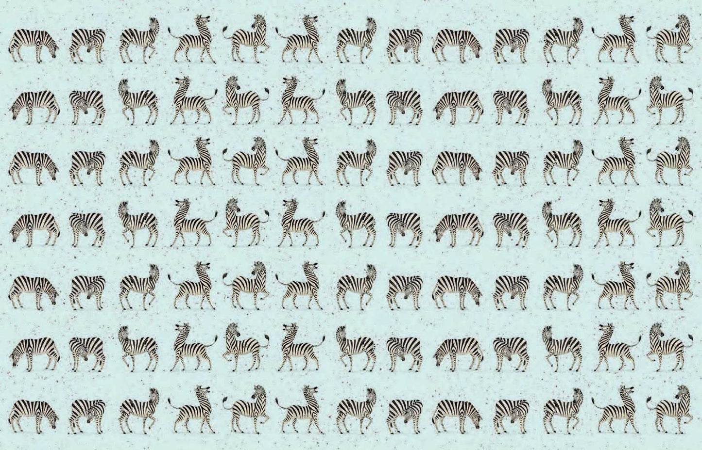 Zebra in the Mirror