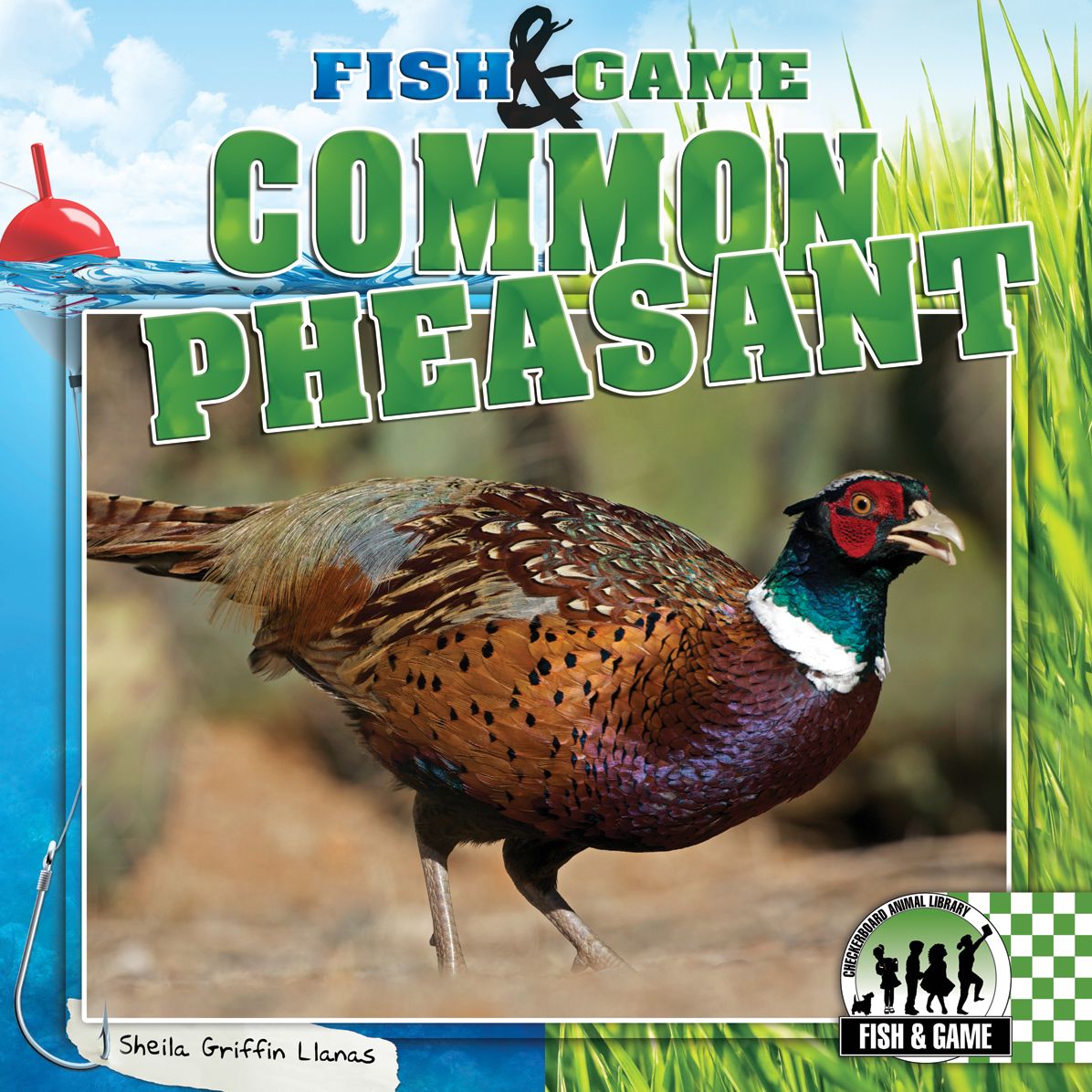 Common Pheasant