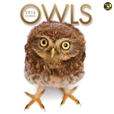 2016 Owls Wall Calendar
