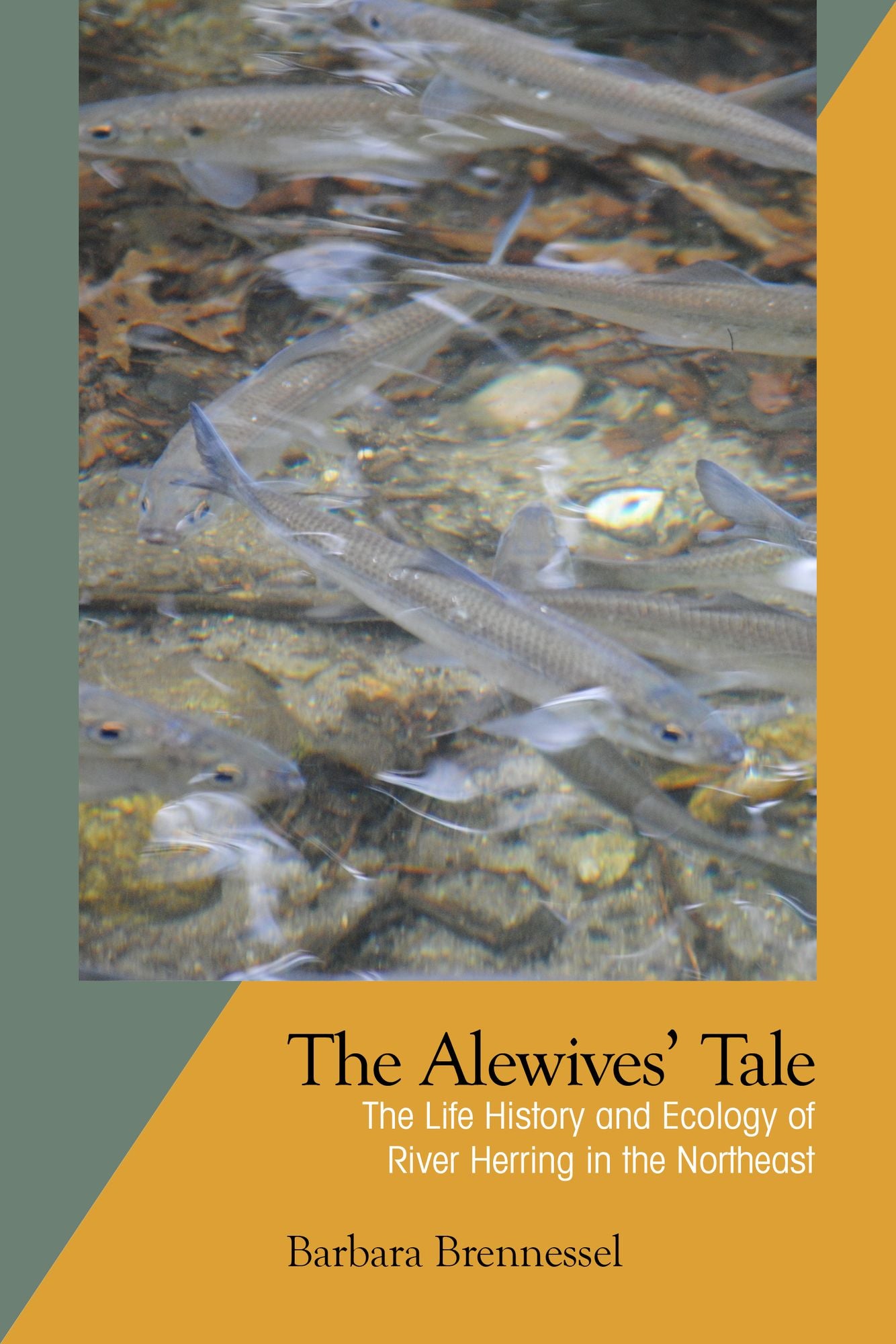 The Alewives' Tale : The Life History and Ecology of River Herring in the Northeast