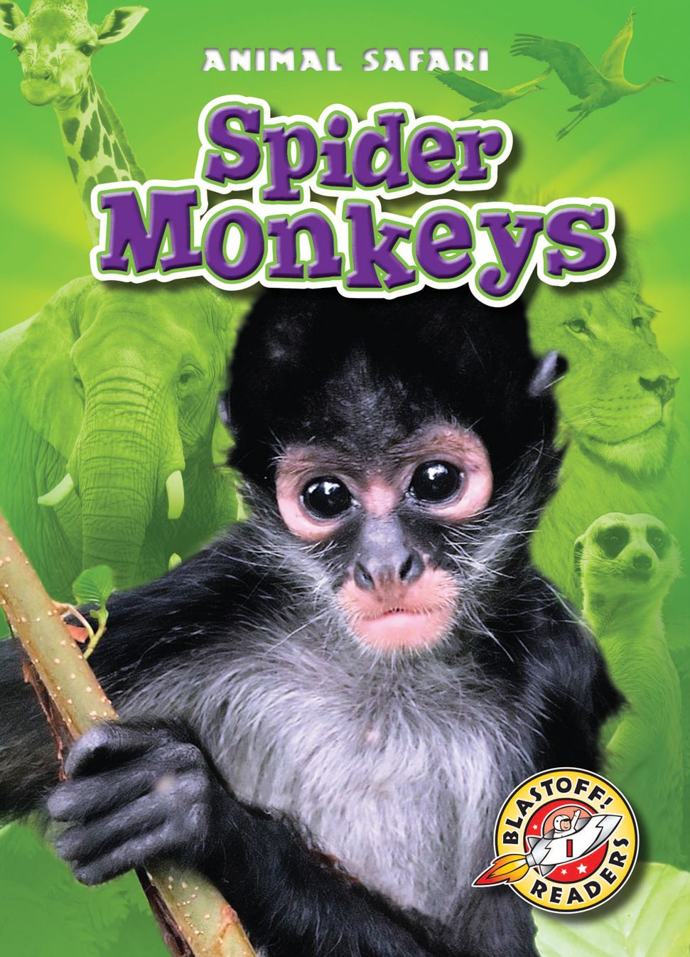 Spider Monkeys