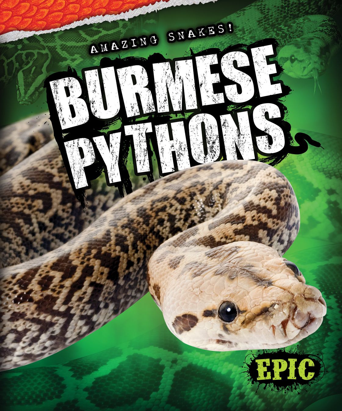 Burmese Pythons