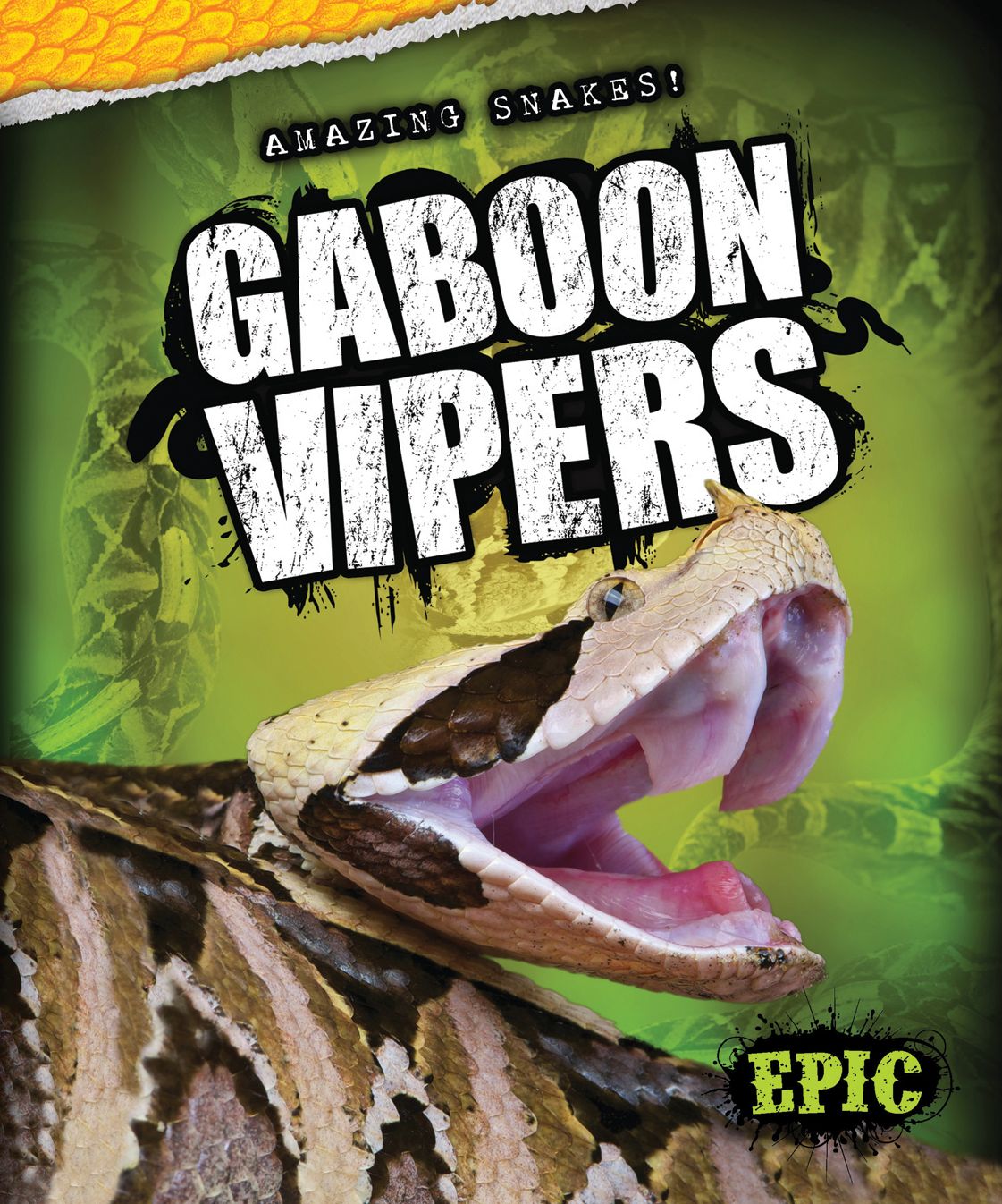 Gaboon Vipers