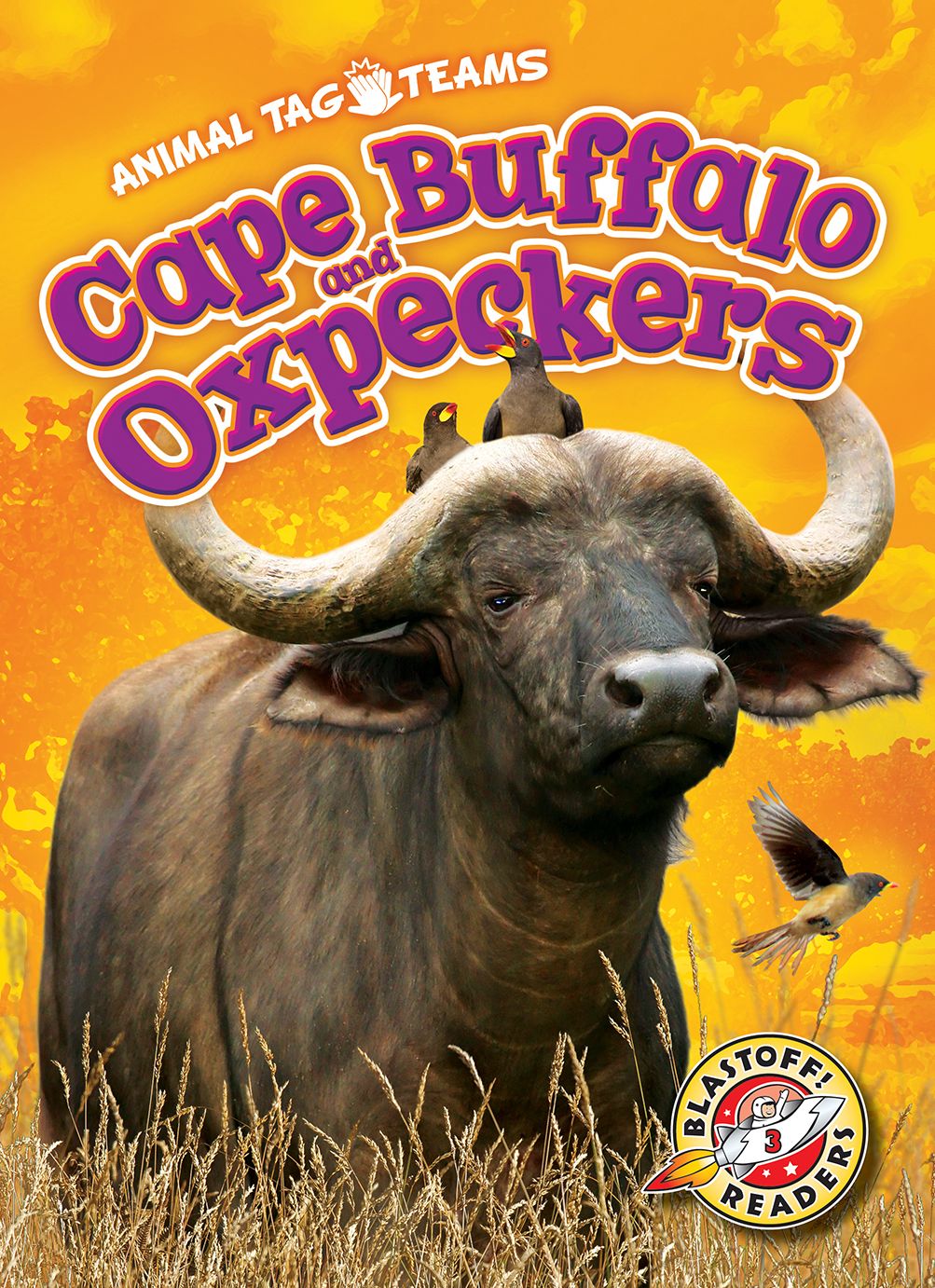 Cape Buffalo and Oxpeckers
