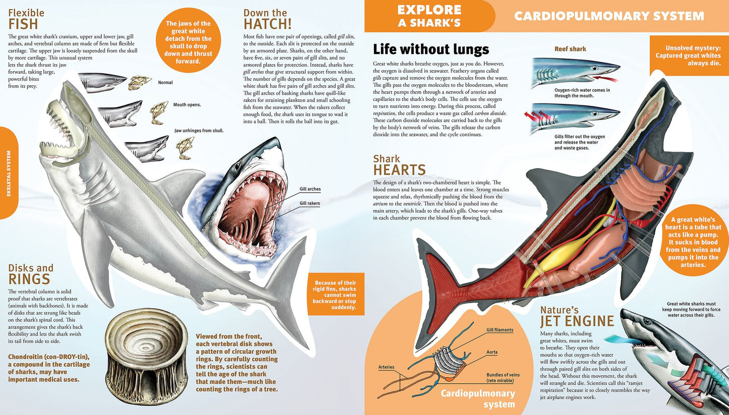 Explore a Shark
