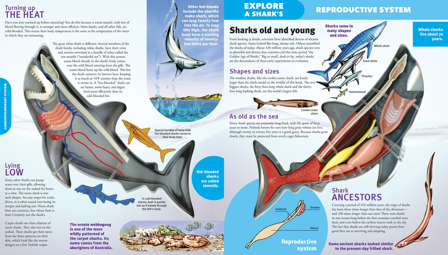 Explore a Shark